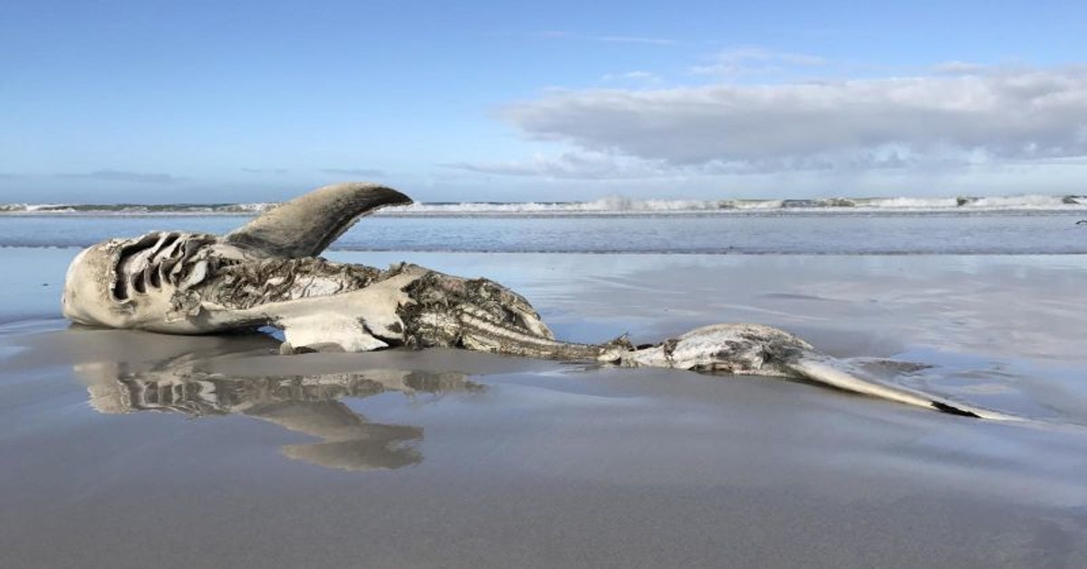 This Could Be Why Orcas Have Been Eating Great White Sharks In South