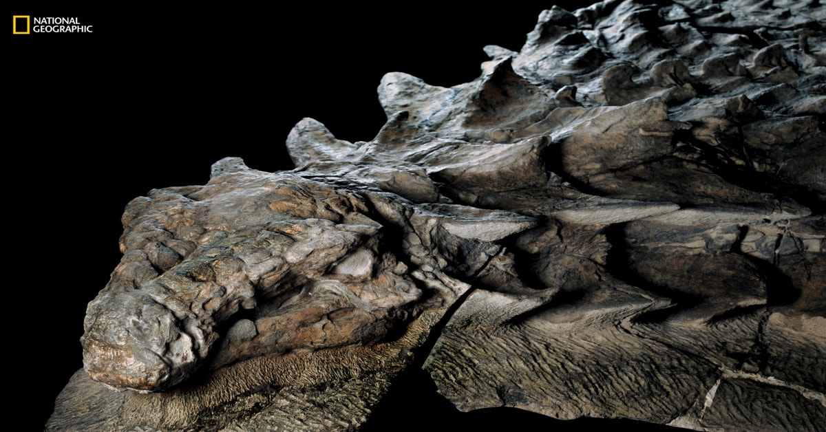 How Does A 110-Million-Year-Old Dinosaur Still Have Its Skin? | Gizmodo ...
