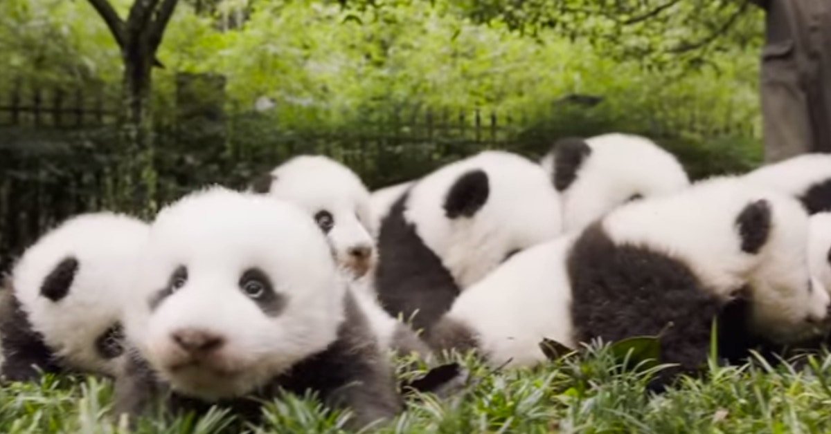 Giant Pandas Are No Longer Endangered | Gizmodo Australia