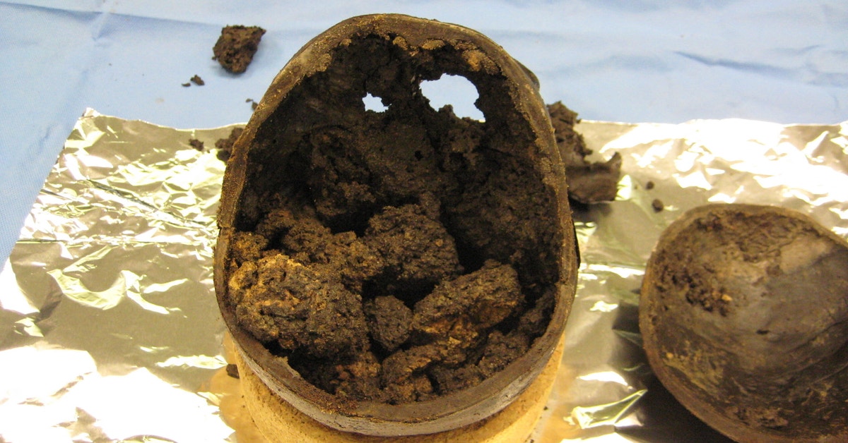 Ver Vivant Cerveau Australie We Finally Know Why This 2,600-Year-Old Human Brain Is So Freakishly