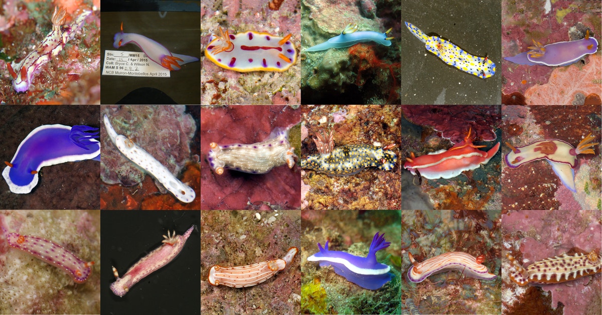 Scientists Have Just Named 17 New Sea Slug Species, And They're All ...