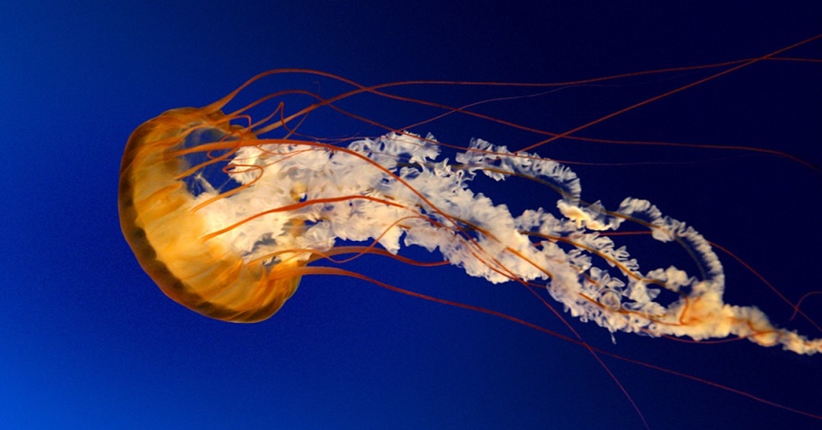 please-don-t-pee-on-jellyfish-stings-lifehacker-australia