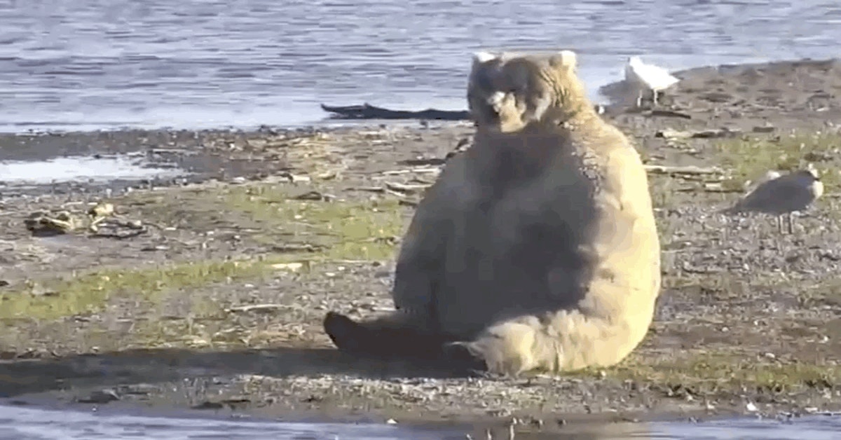 Fat Bear Week Is Back Gizmodo Australia