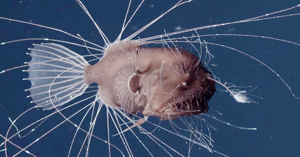 first-ever-footage-of-anglerfish-mating-is-as-horrifying-as-you-d