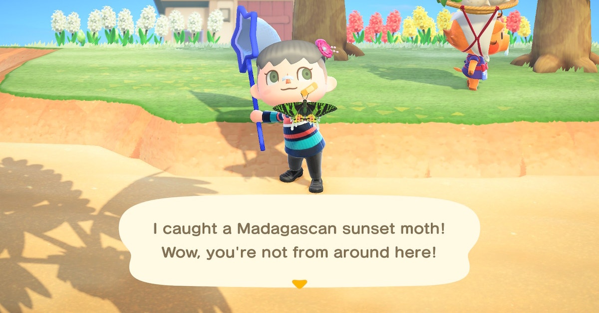 I Finally Found A Bug Blathers Doesn�t Hate In Animal