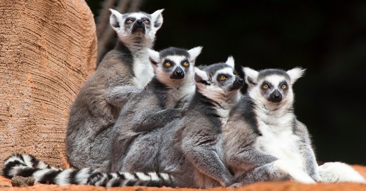 Misidentified Fossils Could Rewrite The History Of Lemurs On Madagascar ...