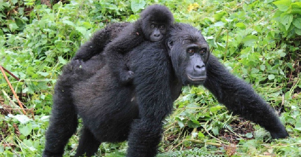 eastern lowland gorilla predators