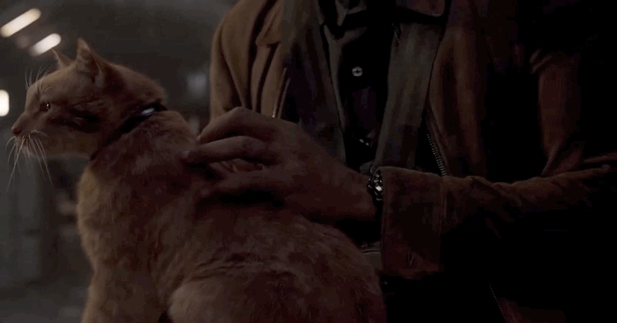 Everything You Know About Captain Marvel's Cat Is A Lie | Gizmodo Australia