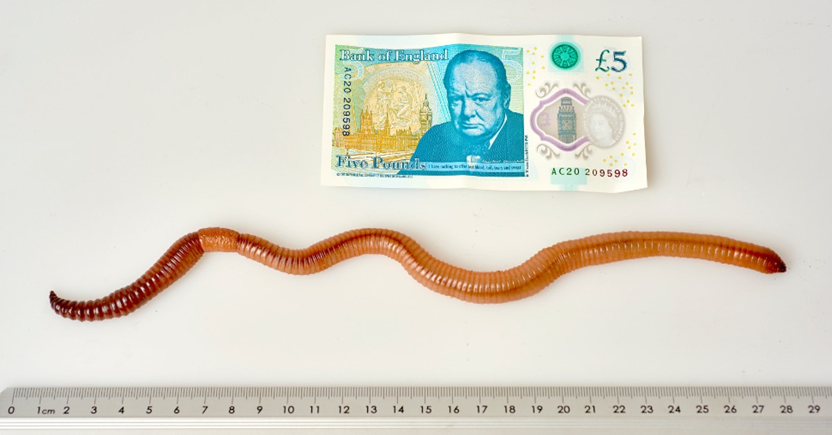 download giant blue earthworm