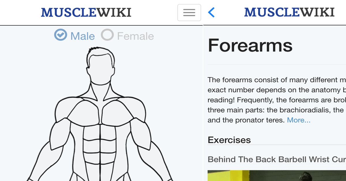 Musclewikii