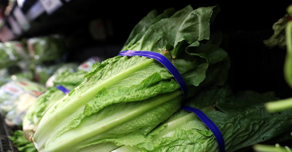 All Lettuce Belongs In The Garbage At This Point | Lifehacker Australia