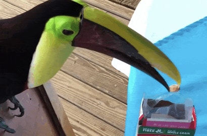 froot loops toucan