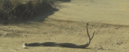 Watch Snakes Fight By Rapidly Twisting Themselves Together In A Braid ...