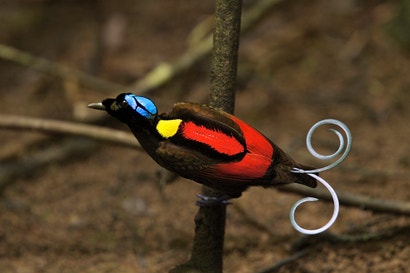The 20-Year Quest To Track Down Every Bird-Of-Paradise Species Before ...