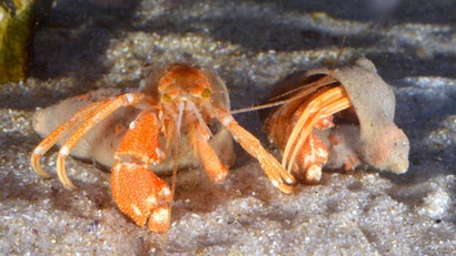 new deep sea hermit crabs have super weird homes gizmodo