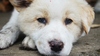 What To Do When You've Found A Lost Dog Or Cat