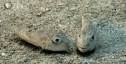 Pufferfish Have Some Very Intricate Sex Rituals Gizmodo Australia