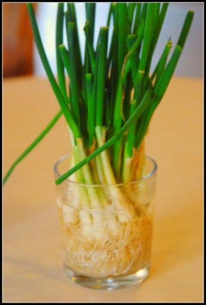 Regrow Spring Onions In A Cup Of Water | Lifehacker Australia