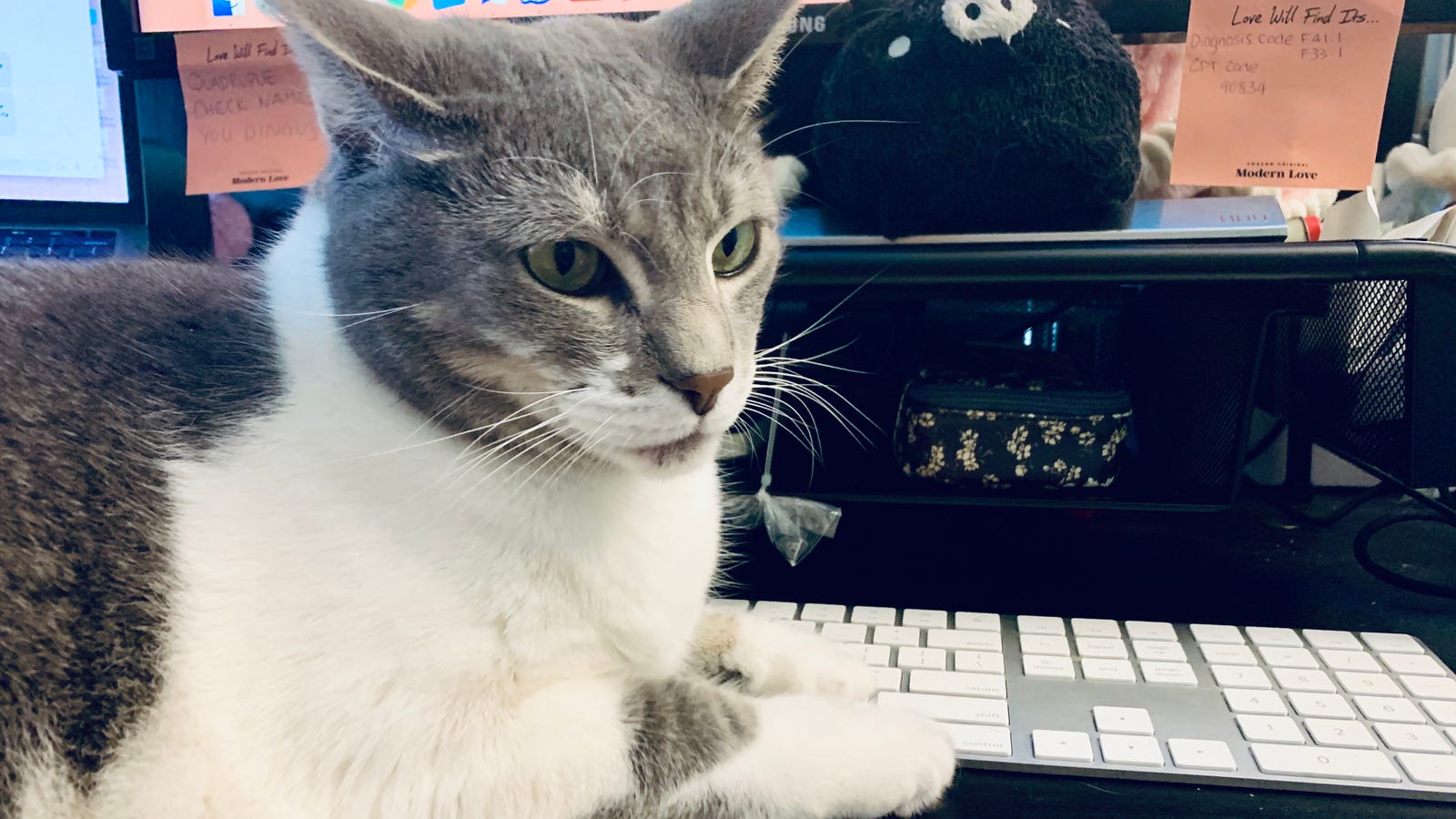 A Cat Blogs