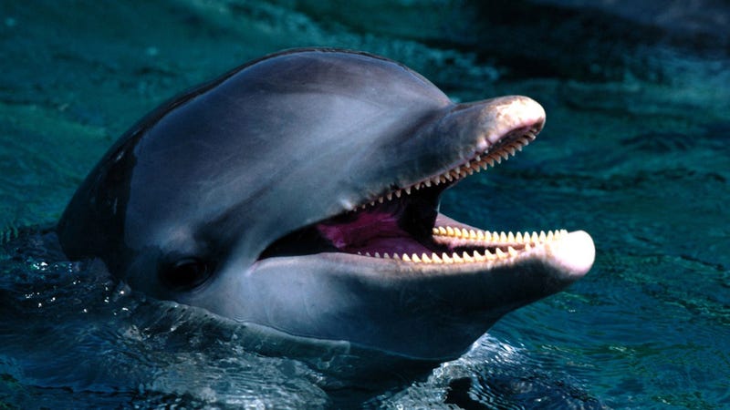 Why Dolphins Cats And Other Carnivores Can T Taste Sweets