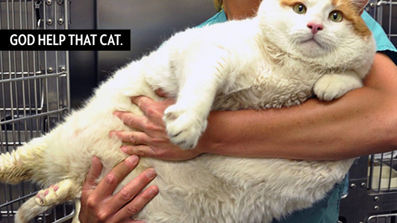 Incredibly Fat Cat Makes Me Feel So Many Things