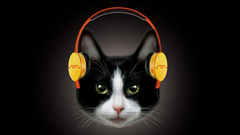 Yes These Are 1000 Headphones For Cats