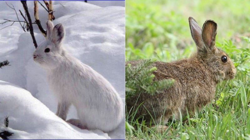 How And Why Animals Change Color With The Seasons