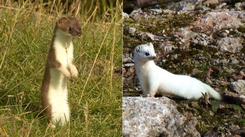 How And Why Animals Change Color With The Seasons