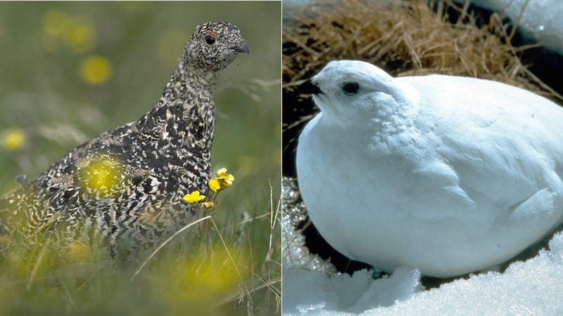 How And Why Animals Change Color With The Seasons