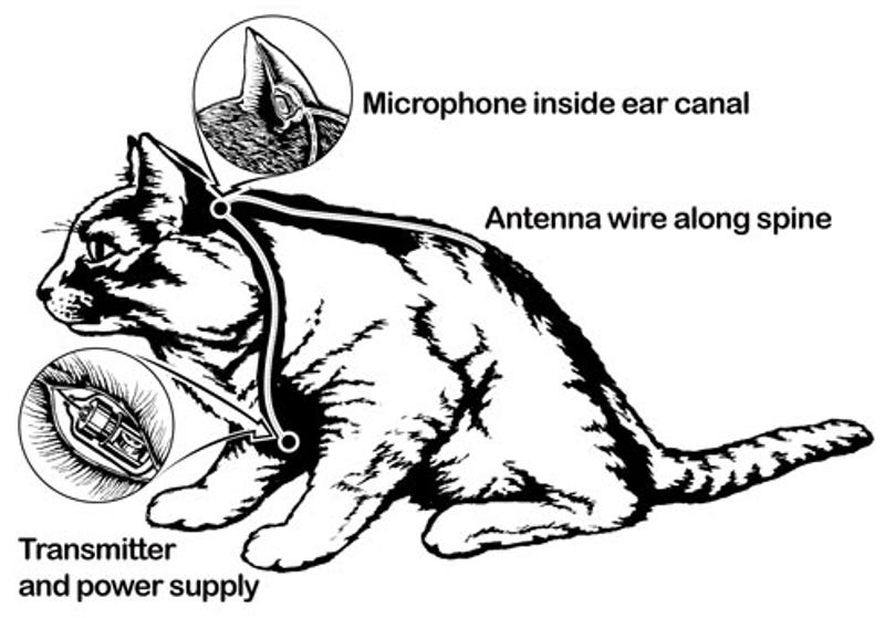 Cia Animal Tech Bats Cats And Rats As Covert Operatives
