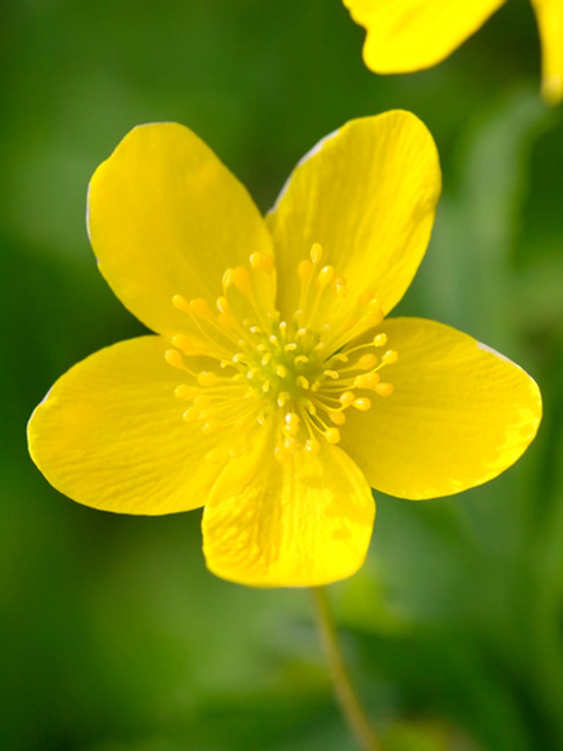 15 Uncanny Examples Of The Golden Ratio In Nature