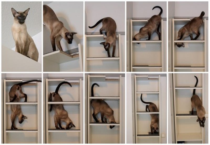 Convert A Cheap Bookcase Into A Small Footprint Cat Tree
