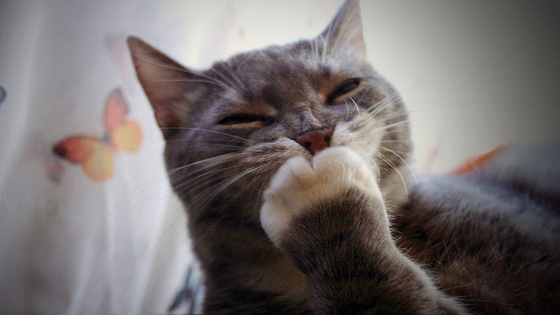 Train Your Cat To Adjust To A New Place By Buttering Up Its Paws