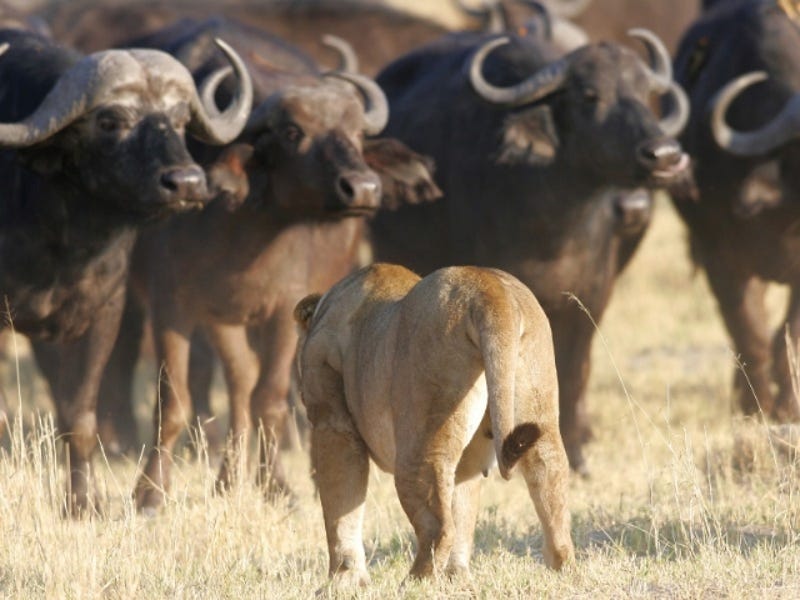 Where The Buffalo Theory Gets Neuroscience Right Almost