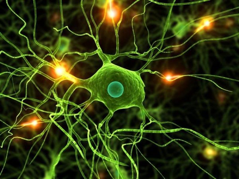 Where The Buffalo Theory Gets Neuroscience Right Almost