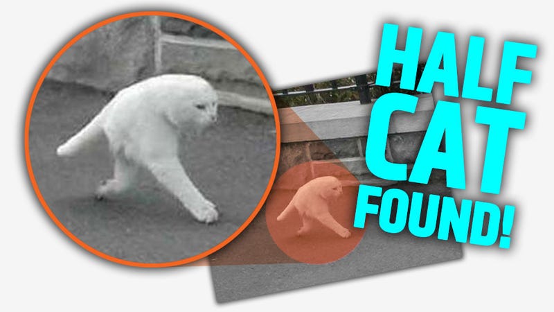 Google Street View Captures Elusive Two Legged Half Cat Update