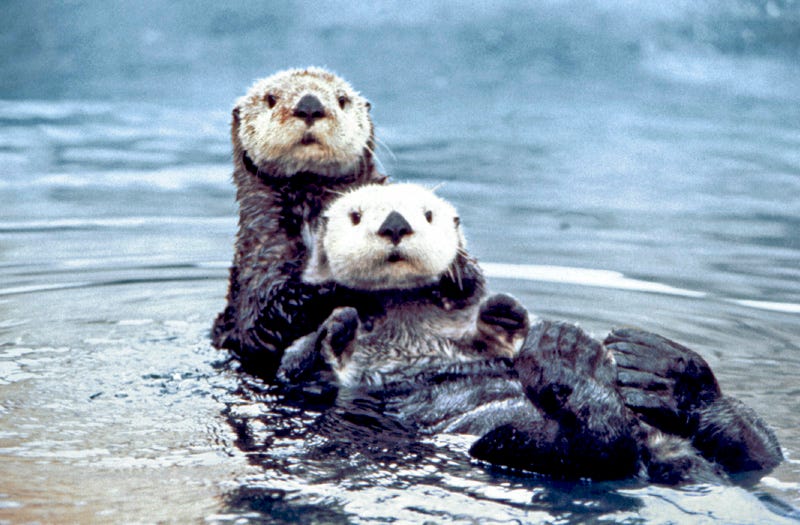 Help Find The Dirtbag Who Shot And Killed Three Sea Otters