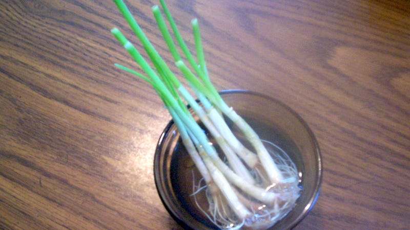 Kitchen Scraps You Can Regrow With Nothing But Water