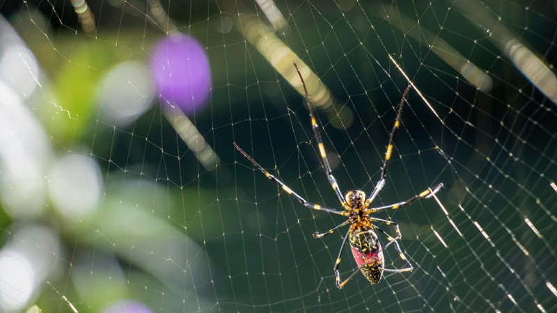Don't Freak Out About the Giant Spiders That Will Drop From ...