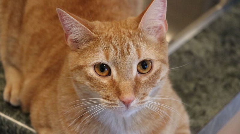 Goose The Cat From Captain Marvel Is The Star Of A New Very