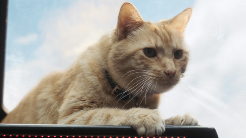 captain marvel goose flerken pop