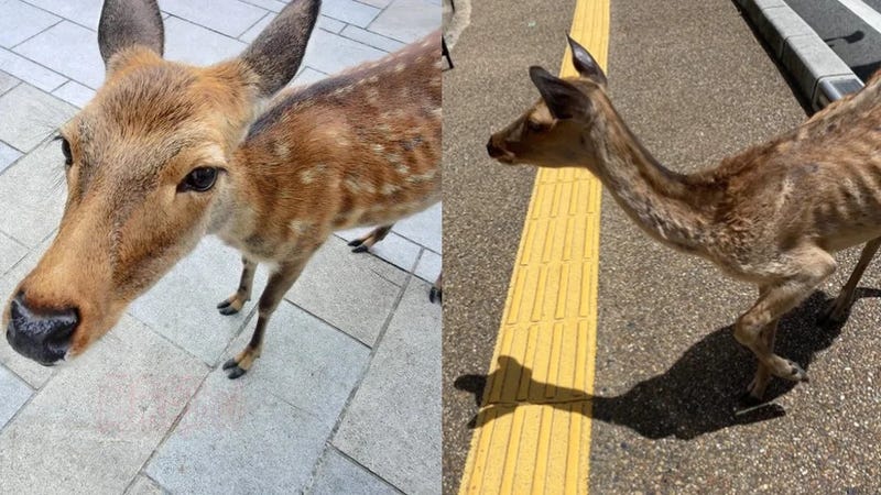 Ciervos desnutridos del parque de Japon merodean las calles por falta de turistas