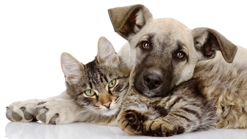 An Open Letter From Black America To White People S Pets An Open Letter From Black America To White People S Pets
