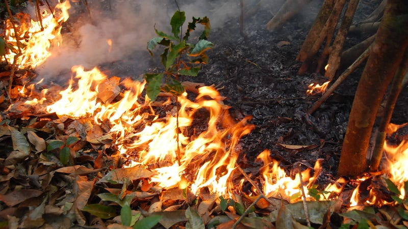 Fires In The Amazon Are A Problem For The Entire Planet