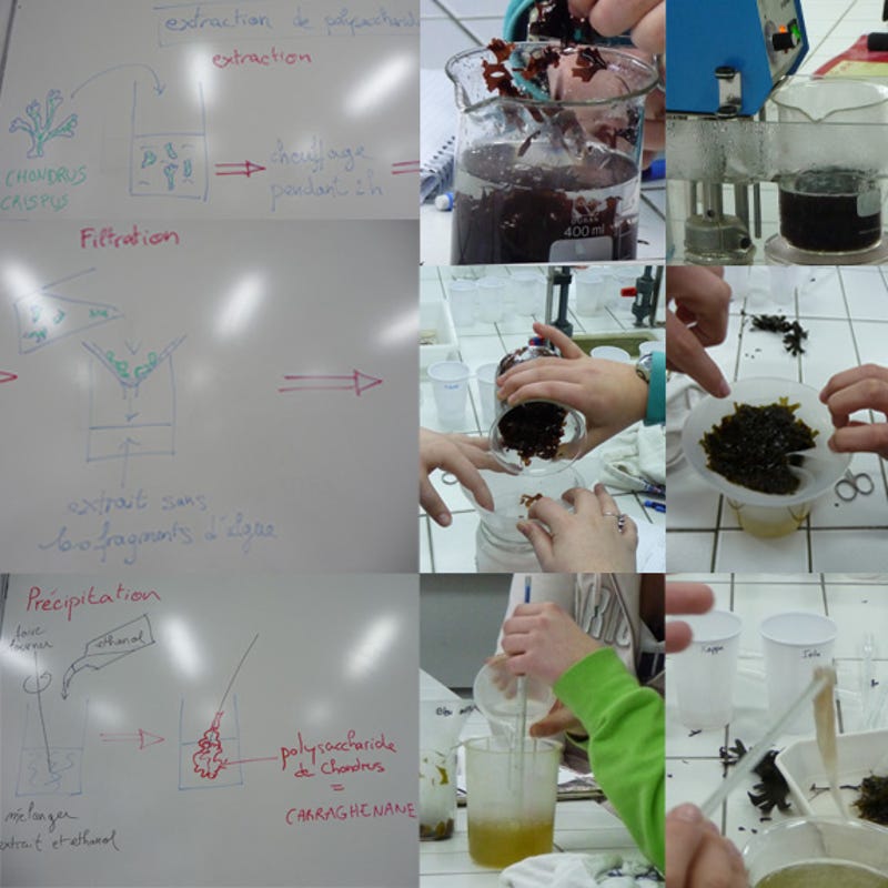 Extraction De La Chlorophylle Pdf Download