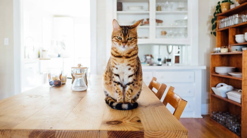 Got Cats You Need This Miracle Product For Cat Pee
