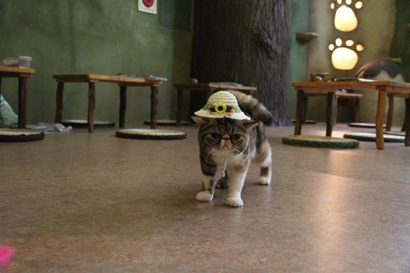Cat Cafes Don T Get Much Cuter Than This