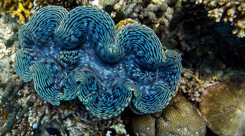 giant clam adaptations
