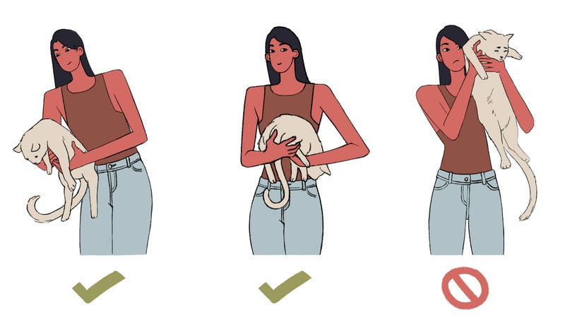 How To Hold A Cat