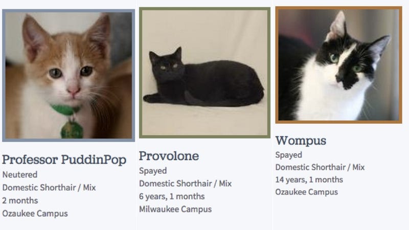 This Is How You Name A Bunch Of Shelter Cats